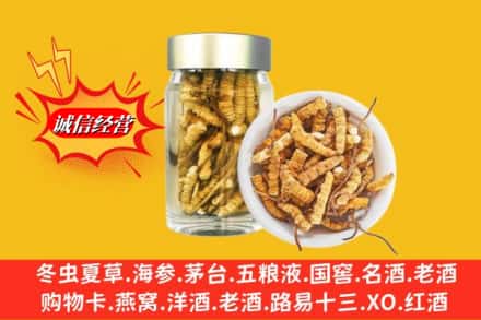 阿里改则县回收散虫草