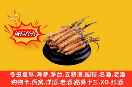 阿里改则县名酒回收冬虫夏草.jpg